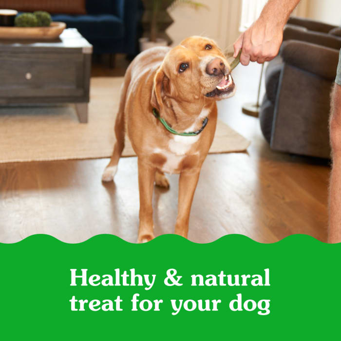 10253497_Greenies_Smartbites_Immune_Support_Crunchy_&_Soft_Dog_Chicken_28_oz_lifestyle1.jpg