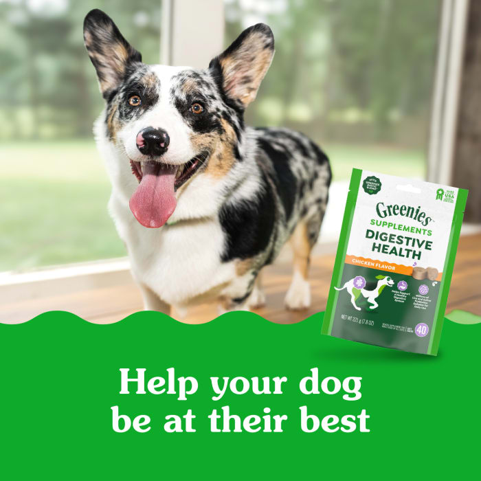 10278339_Greenies_Digestive_Health_Supplements_Chicken_40_Chews_lifestyle1.jpg