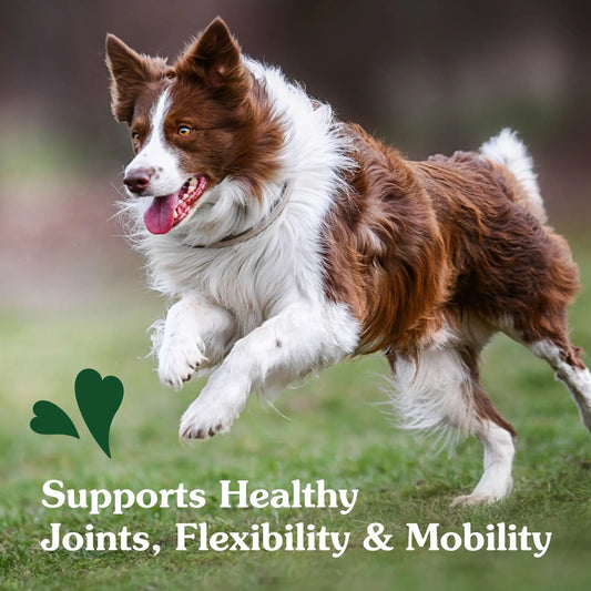 A brown and white border collie running energetically through a grassy field with the caption "supports healthy joints, flexibility and; mobility.