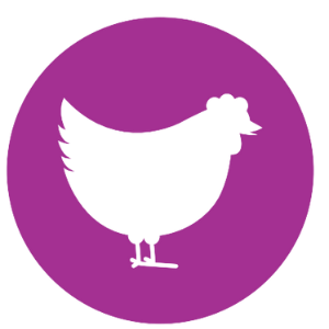 Purple Chicken Icon