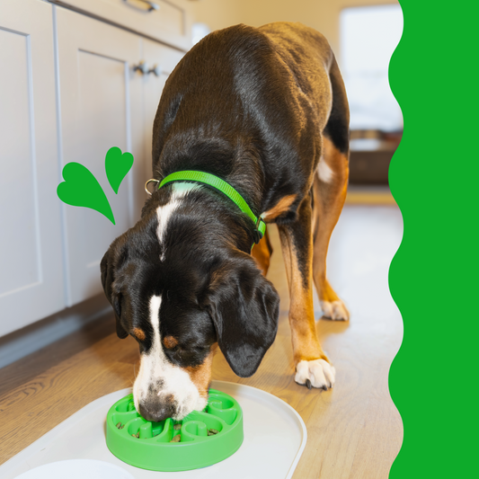 a dog eating from a green bowl