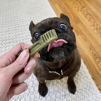 black french bulldog looking at a greenies dental treat
