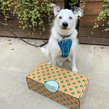 Dog with Greenies order box