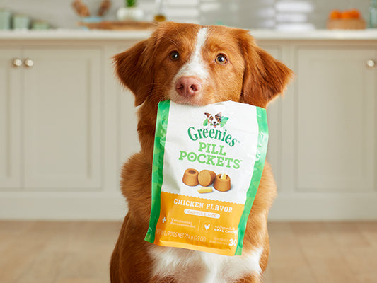 A brown and white dog holding a bag of greenies pill pockets in its mouth, standing in a kitchen, looking at the camera. the package reads "chicken flavor.
