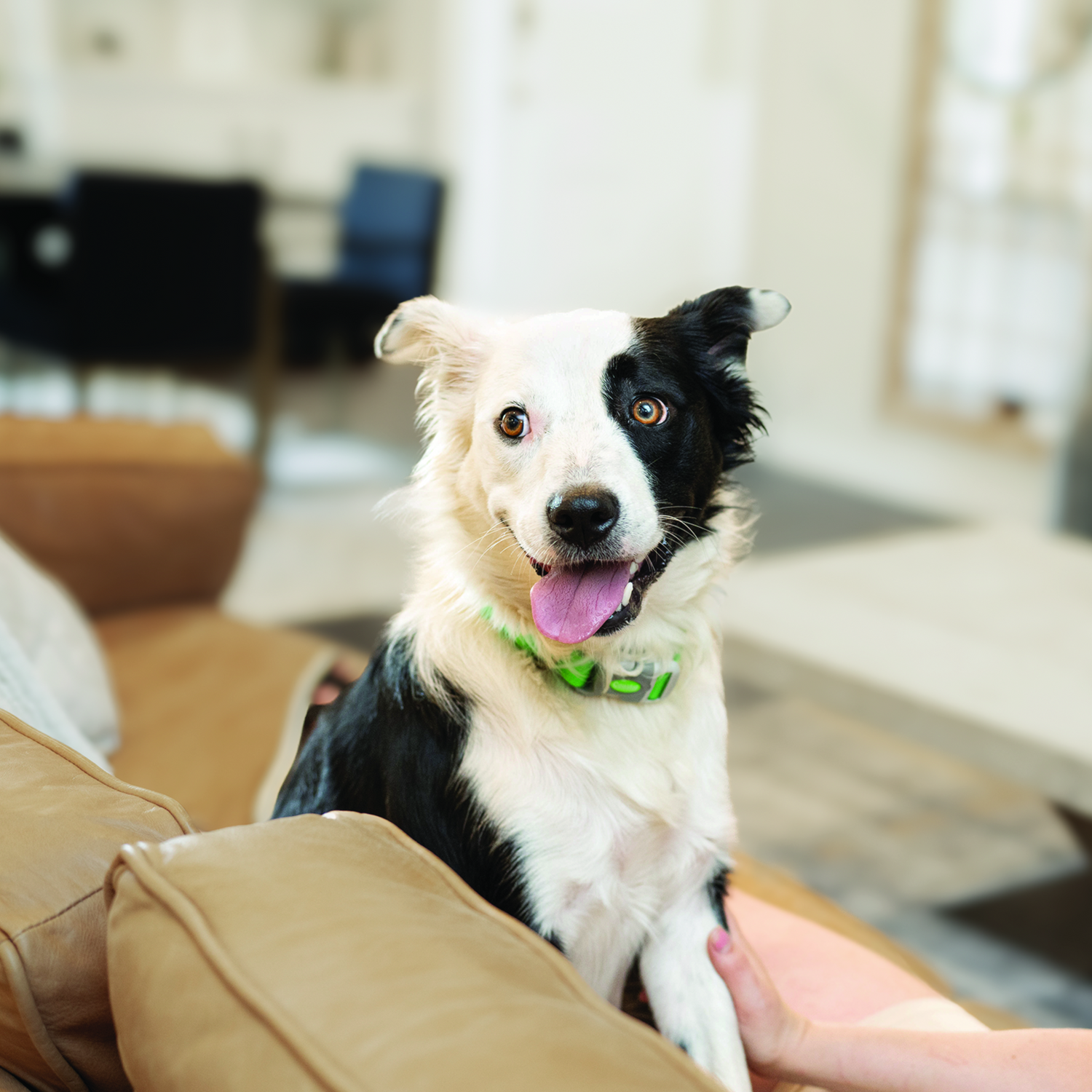 picture of black and white dog smiling
