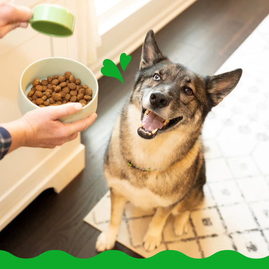 Food advisor dog food online