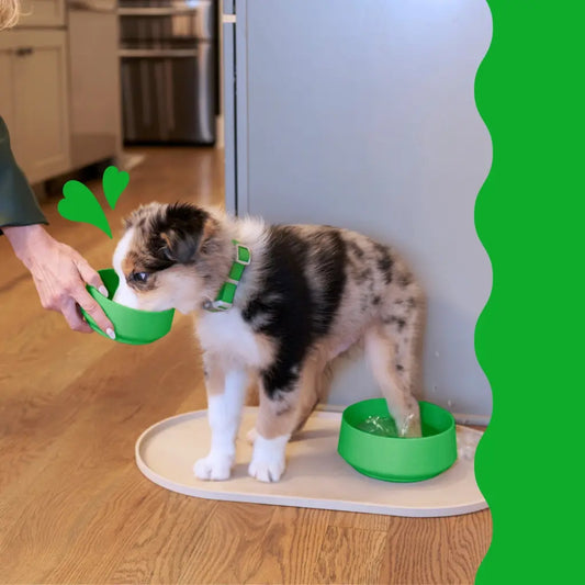 A tri-colored Australian Shepherd puppy with a green collar is drinking water from a green bowl held by a person's hand, while standing beside a similar bowl on a mat inside a home kitchen.