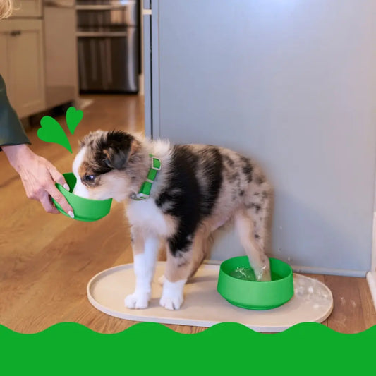 A tri-colored Australian Shepherd puppy with a green collar is drinking water from a green bowl held by a person's hand, while standing beside a similar bowl on a mat inside a home kitchen.
