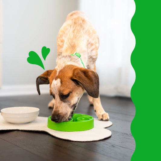 A small brown and white dog with a green collar is intently eating from a green puzzle feeder on a white mat inside a room.