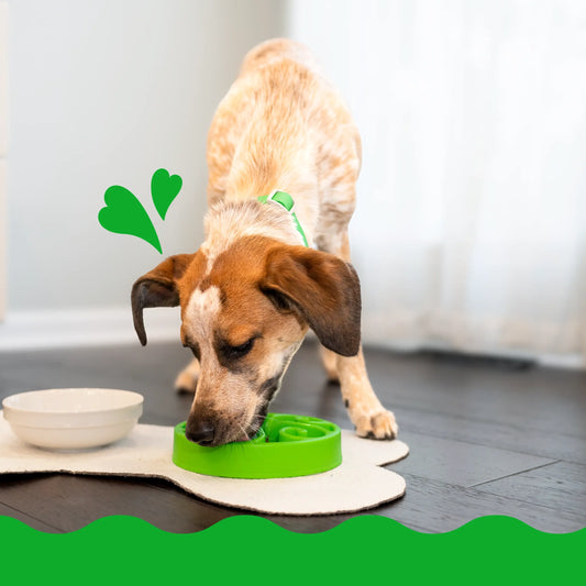 A small brown and white dog with a green collar is intently eating from a green puzzle feeder on a white mat inside a room.