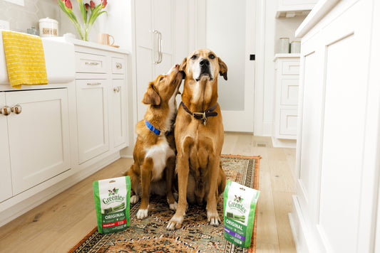 Load video: How GREENIES™ Dental Chews Work