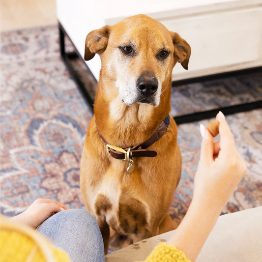 Dog looking at its owner giving it a GREENIES PILL POCKET for Tablet Sized Pills