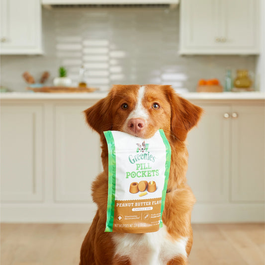 Brown dog holding a bag of Greenies Pill Pockets for Capsule Sized Pills in its mouth