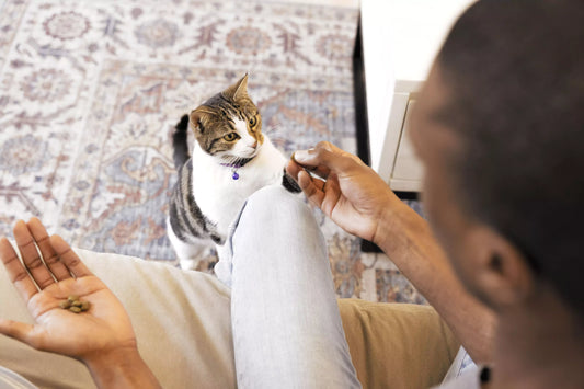 A grey and white cat being given a GREENIES PILL POCKET from its owner