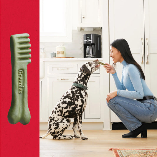 Greenies Regular size dental treat, dalmation eating a greenies from its owners hand in a kitchen