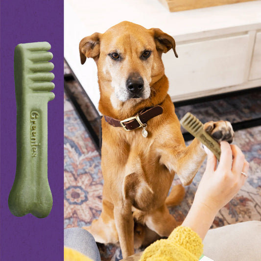 Greenies Large Dental Treat, a large yellow dog pawing at a Greenies Dental Treat from its owner