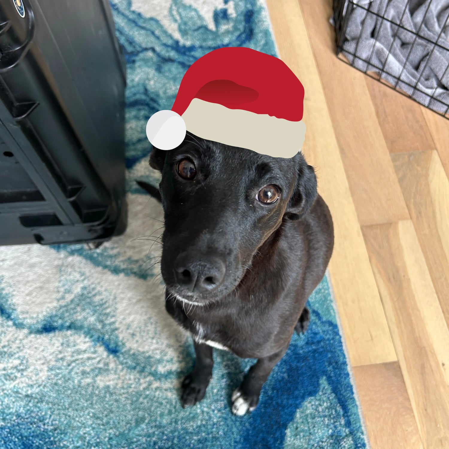 image of a dog wearing a santa christmas hat