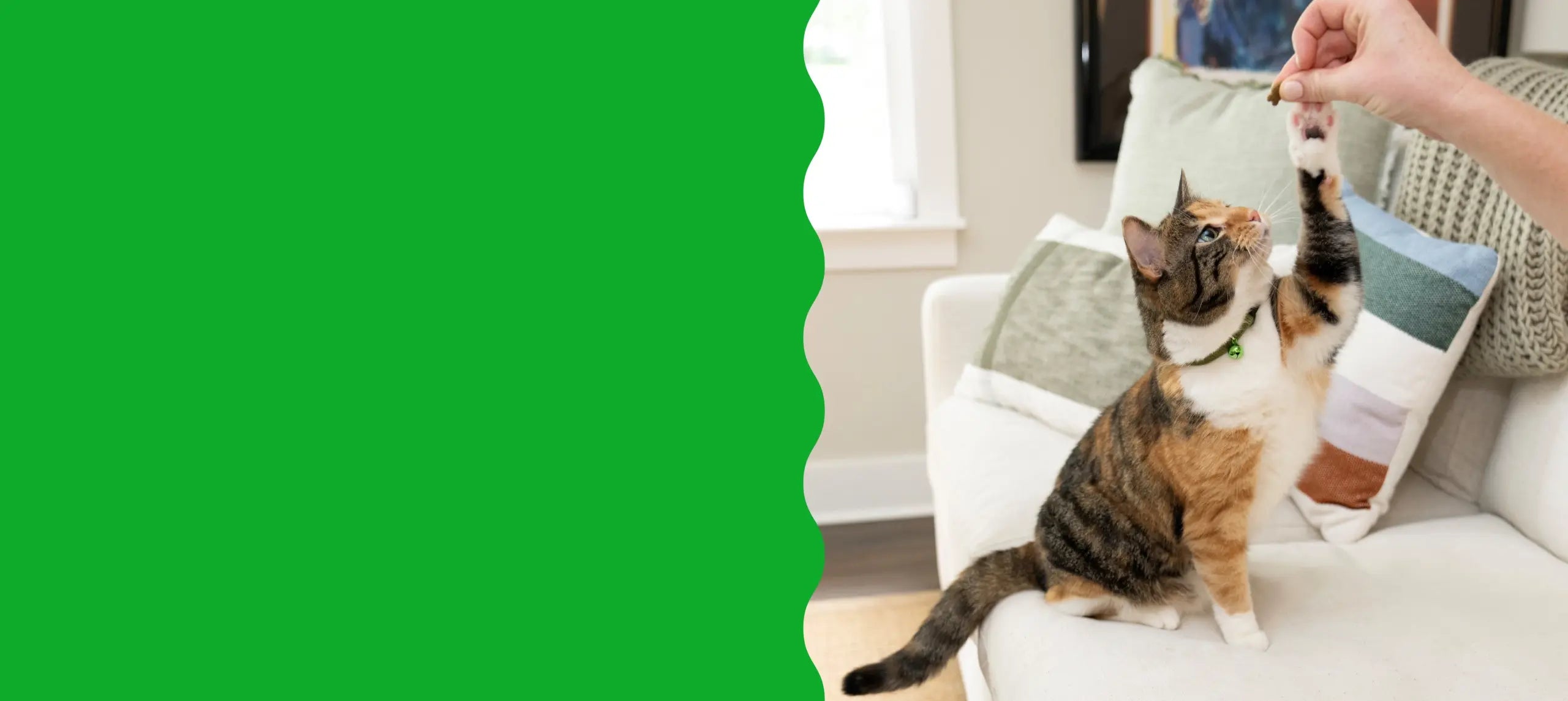 A calico cat reaches up to a treat held by a person's hand in a living room setting.