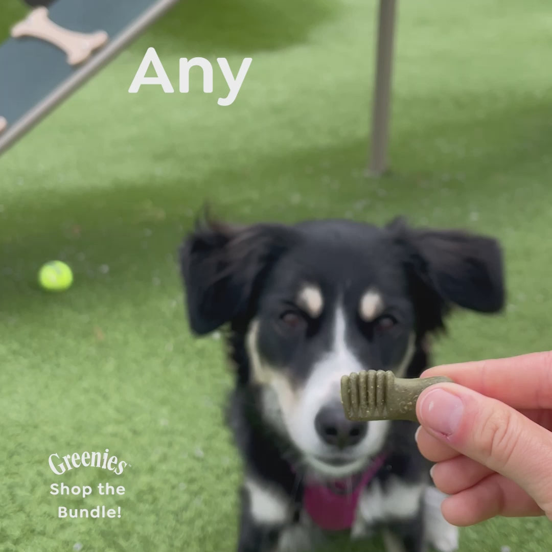 Video compilation of a black and white dog eating GREENIES Anytime Bites