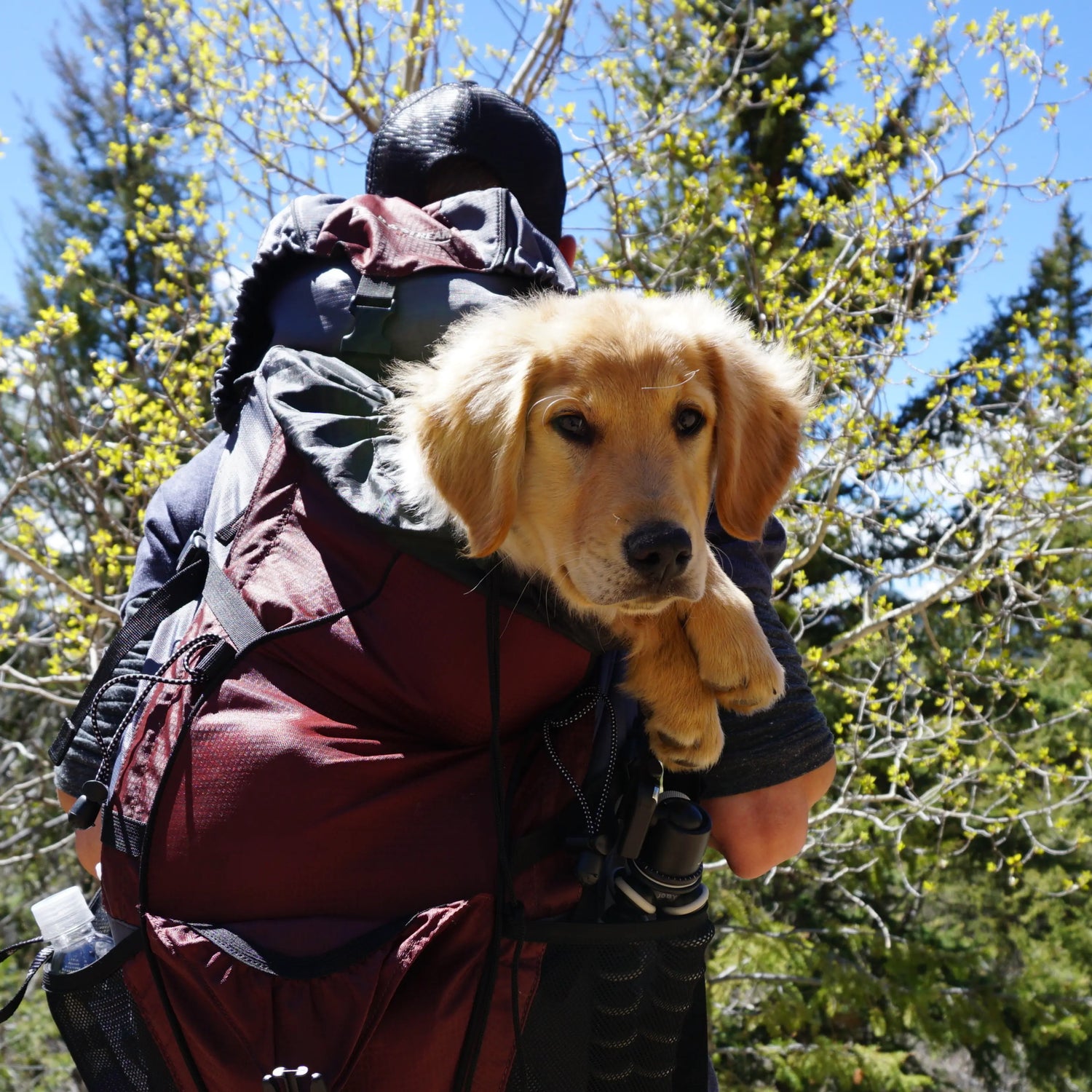 golden retriever dog in a hikers backpack outside
