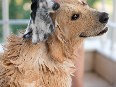 A golden retriever dog getting a bath