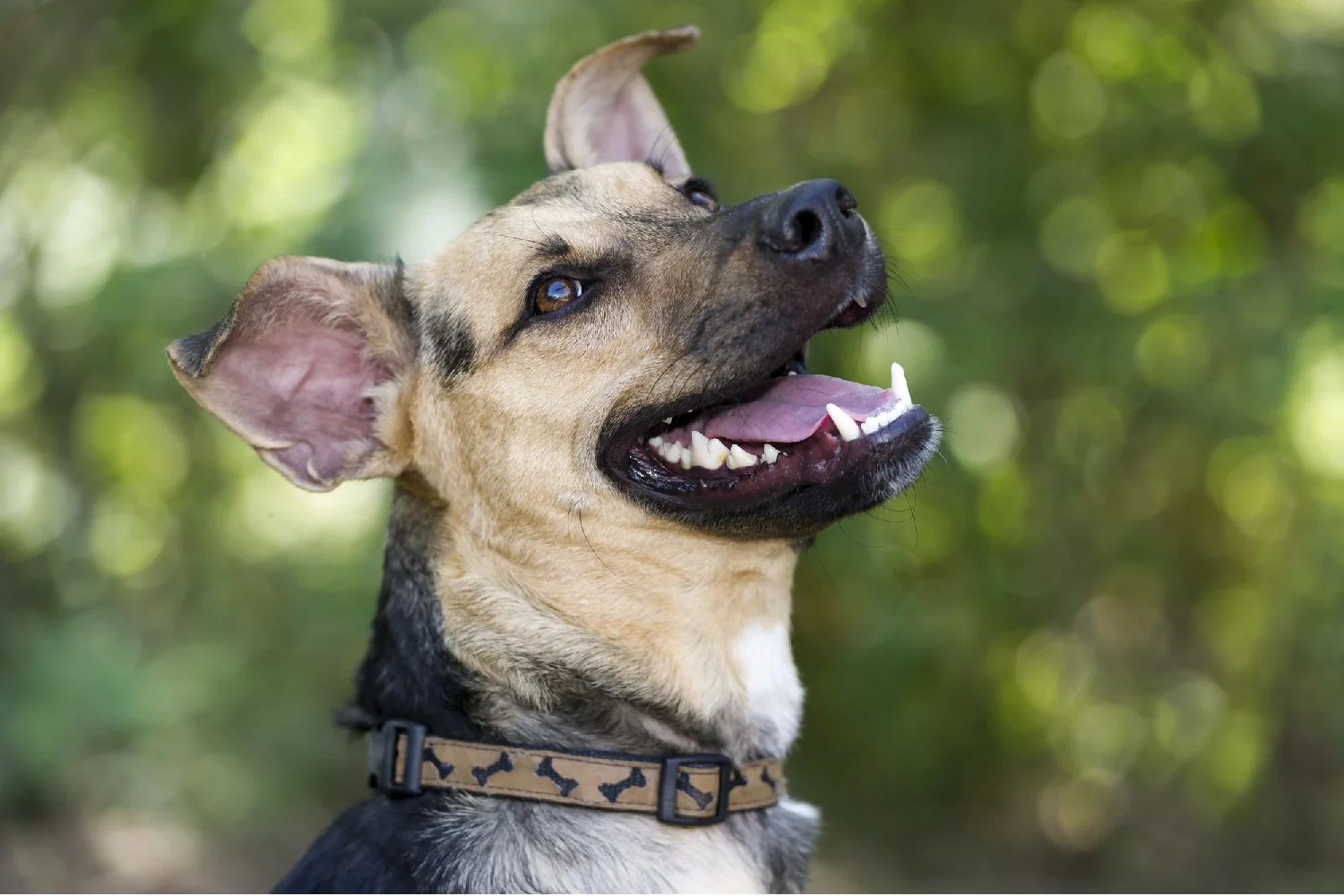dog-with-clean-teeth_hero