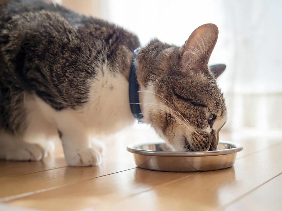 hero-cat-eating-from-plate-1672584505