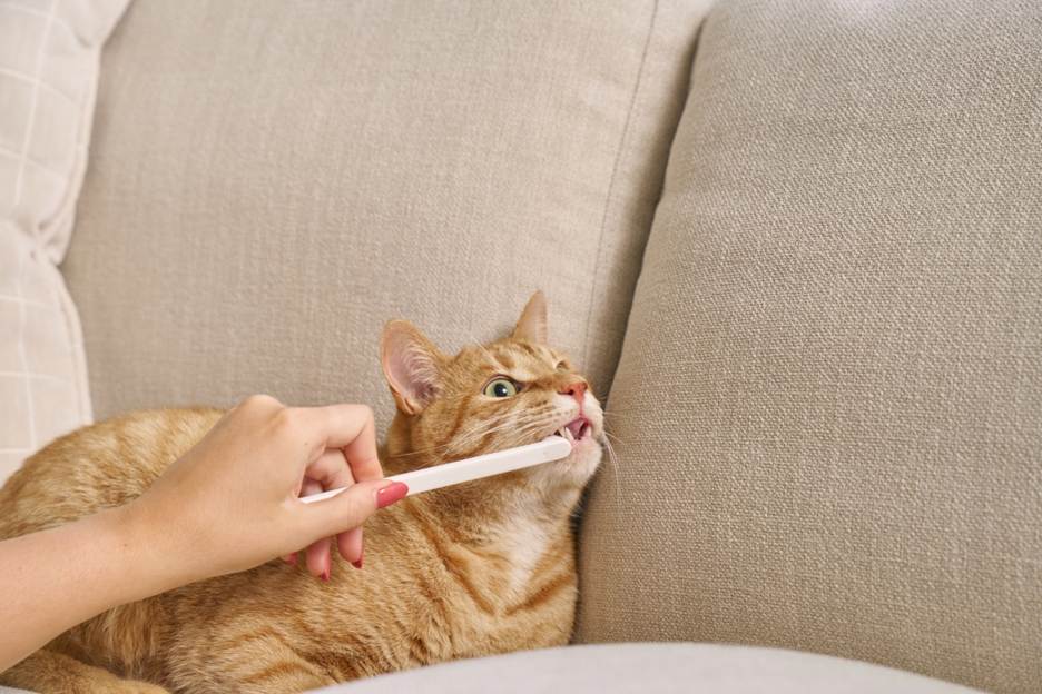 Orange cat with Toothbrush