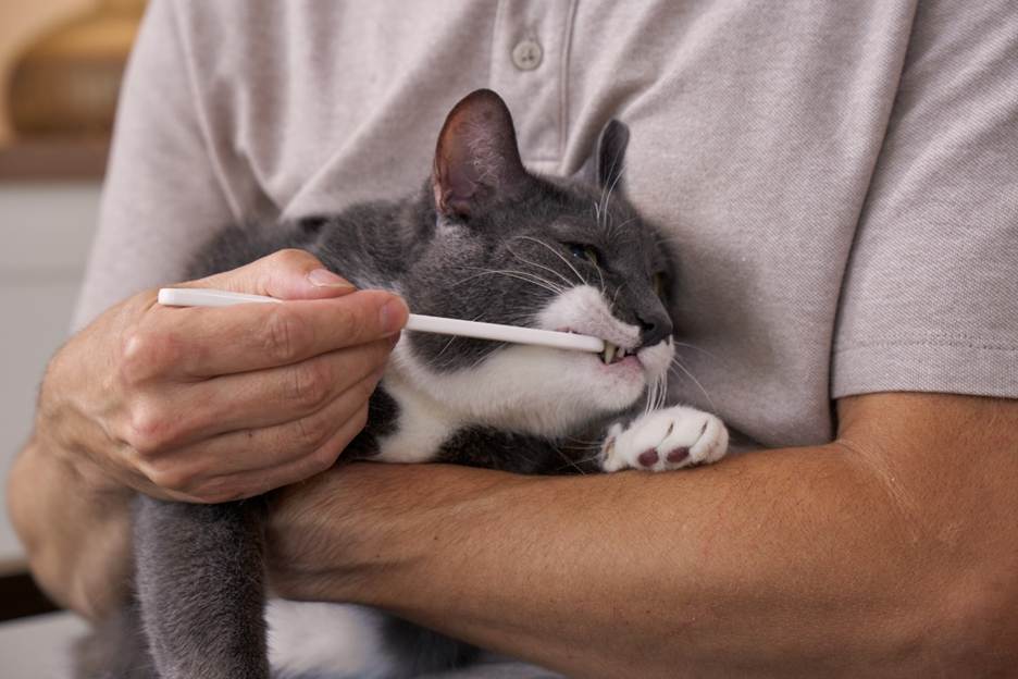 gray and white cat with toothbrush