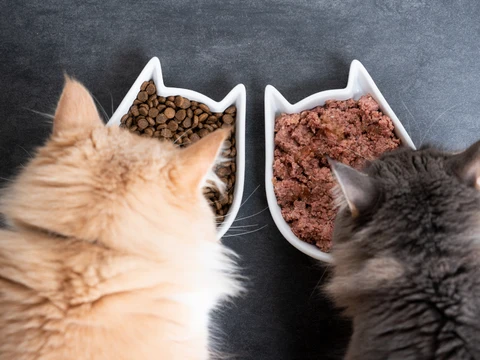 Two cats eating