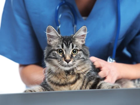 Tabby cat at the veterinarian’s office