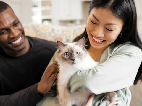  Woman holding cat and man petting the cat
