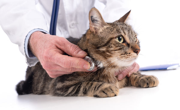 Cat being examined by a veterinarian