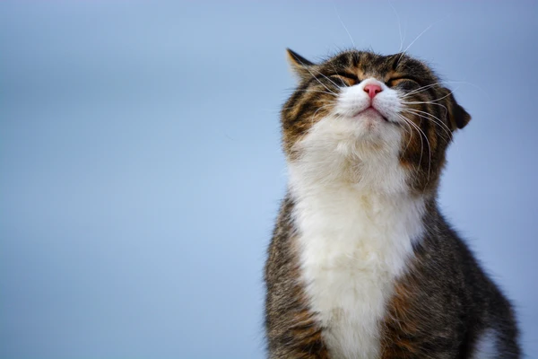 Tabby cat with eyes closed