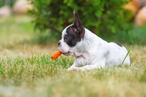 Dog with a carrot in its mouth