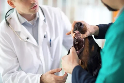 Dog getting a dental checkup at the veterinarian