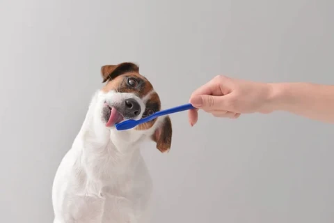 Dog licking toothbrush
