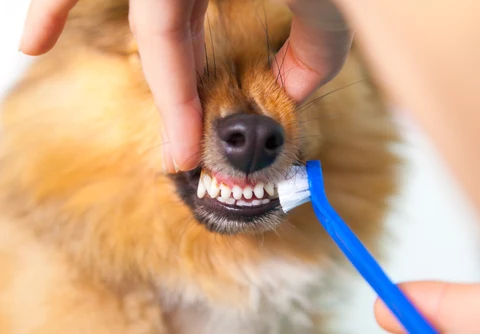 Person brushing small dog’s teeth
